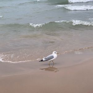 Meet your Posher, new to me-new to you 😁